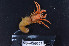  (Paguristes agulhasensis - MB-A066575)  @11 [ ] CreativeCommons - Attribution Share-Alike (2024) Jannes Landschoff The Sea Change Project