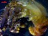  ( - CRDN107)  @11 [ ] Attribution by P. Govender (2021) J.Groeneveld Oceanographic Research Institute