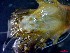  ( - CRDN108)  @11 [ ] Attribution by P. Govender (2021) J.Groeneveld Oceanographic Research Institute
