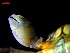  ( - CRDN131)  @11 [ ] Attribution by P. Govender (2021) J.Groeneveld Oceanographic Research Institute