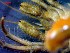  ( - CRDN165)  @11 [ ] Attribution by P. Govender (2021) J.Groeneveld Oceanographic Research Institute