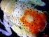  ( - CRDN168)  @11 [ ] Attribution by P. Govender (2021) J.Groeneveld Oceanographic Research Institute