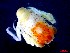  ( - CRDN168)  @11 [ ] Attribution by P. Govender (2021) J.Groeneveld Oceanographic Research Institute