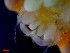  ( - CRDN168)  @11 [ ] Attribution by P. Govender (2021) J.Groeneveld Oceanographic Research Institute