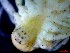  ( - CRDN168)  @11 [ ] Attribution by P. Govender (2021) J.Groeneveld Oceanographic Research Institute
