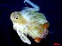  ( - CRDN168)  @11 [ ] Attribution by P. Govender (2021) J.Groeneveld Oceanographic Research Institute
