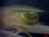  ( - CRDN34)  @11 [ ] Attribution by P. Govender (2021) J.Groeneveld Oceanographic Research Institute