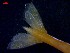  ( - CRDN34)  @11 [ ] Attribution by P. Govender (2021) J.Groeneveld Oceanographic Research Institute