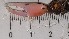  ( - CRDN64)  @11 [ ] Attribution by P. Govender (2021) J.Groeneveld Oceanographic Research Institute
