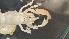  ( - CRDN77)  @11 [ ] Attribution by P. Govender (2021) J.Groeneveld Oceanographic Research Institute