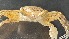  ( - CRDN81)  @11 [ ] Attribution by P. Govender (2021) J.Groeneveld Oceanographic Research Institute