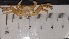  ( - CRDN82)  @11 [ ] Attribution by P. Govender (2021) J.Groeneveld Oceanographic Research Institute