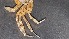  ( - CRDN83)  @11 [ ] Attribution by P. Govender (2021) J.Groeneveld Oceanographic Research Institute