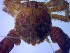  (Pisidia dehaanii - SM-AG-10)  @11 [ ] Attribution by P. Govender (2021) J.Groeneveld Oceanographic Research Institute