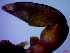  ( - SM-AG-19)  @11 [ ] Attribution by P. Govender (2021) J.Groeneveld Oceanographic Research Institute