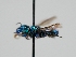  (Osmia macswainii - OSAC_0001300201)  @11 [ ] CreativeCommons  Attribution (by) (2023) Pollinator Health Lab Oregon State University