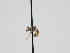  ( - OSAC_0001300465)  @11 [ ] CreativeCommons  Attribution (by) (2023) Pollinator Health Lab Oregon State University