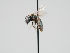  ( - OSAC_0001300492)  @11 [ ] CreativeCommons  Attribution (by) (2023) Pollinator Health Lab Oregon State University