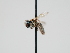  ( - OSAC_0001300494)  @11 [ ] CreativeCommons  Attribution (by) (2023) Pollinator Health Lab Oregon State University