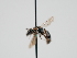  ( - OSAC_0001300513)  @11 [ ] CreativeCommons  Attribution (by) (2023) Pollinator Health Lab Oregon State University