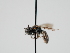  ( - OSAC_0001300514)  @11 [ ] CreativeCommons  Attribution (by) (2023) Pollinator Health Lab Oregon State University