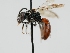  ( - OSAC_0001300564)  @11 [ ] CreativeCommons  Attribution (by) (2023) Pollinator Health Lab Oregon State University