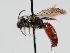  ( - OSAC_0001300565)  @11 [ ] CreativeCommons  Attribution (by) (2023) Pollinator Health Lab Oregon State University