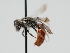  ( - OSAC_0001300567)  @11 [ ] CreativeCommons  Attribution (by) (2023) Pollinator Health Lab Oregon State University