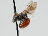  ( - OSAC_0001300568)  @11 [ ] CreativeCommons  Attribution (by) (2023) Pollinator Health Lab Oregon State University