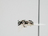  ( - OSAC_0001300585)  @11 [ ] CreativeCommons  Attribution (by) (2023) Pollinator Health Lab Oregon State University