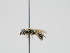  ( - OSAC_0001300635)  @11 [ ] CreativeCommons  Attribution (by) (2023) Pollinator Health Lab Oregon State University