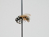  ( - OSAC_0001300648)  @11 [ ] CreativeCommons  Attribution (by) (2023) Pollinator Health Lab Oregon State University