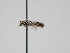  ( - OSAC_0001300694)  @11 [ ] CreativeCommons  Attribution (by) (2023) Pollinator Health Lab Oregon State University