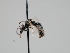  ( - OSAC_0001300756)  @11 [ ] CreativeCommons  Attribution (by) (2023) Pollinator Health Lab Oregon State University