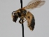  ( - OSAC_0001300757)  @11 [ ] CreativeCommons  Attribution (by) (2023) Pollinator Health Lab Oregon State University