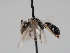 ( - OSAC_0001300758)  @11 [ ] CreativeCommons  Attribution (by) (2023) Pollinator Health Lab Oregon State University