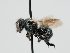  ( - OSAC_0001301314)  @11 [ ] CreativeCommons  Attribution (by) (2024) Pollinator Health Lab Oregon State University