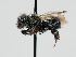  ( - OSAC_0001301315)  @11 [ ] CreativeCommons  Attribution (by) (2024) Pollinator Health Lab Oregon State University