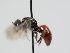  ( - OSAC_0001301385)  @11 [ ] CreativeCommons  Attribution (by) (2024) Pollinator Health Lab Oregon State University