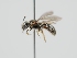  (Lasioglossum engleri - OSAC_0001278907)  @11 [ ] CreativeCommons  Attribution (by) (2024) Pollinator Health Lab Oregon State University