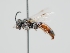  ( - OSAC_0001301573)  @11 [ ] CreativeCommons  Attribution (by) (2024) Pollinator Health Lab Oregon State University