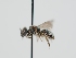  ( - OSAC_0001301567)  @11 [ ] CreativeCommons  Attribution (by) (2024) Pollinator Health Lab Oregon State University