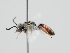  ( - OSAC_0001301574)  @11 [ ] CreativeCommons  Attribution (by) (2024) Pollinator Health Lab Oregon State University
