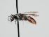  (Sphecodes olympicus - OSAC_0001301601)  @11 [ ] CreativeCommons  Attribution (by) (2024) Pollinator Health Lab Oregon State University