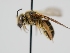  ( - OSAC_0001301646)  @11 [ ] CreativeCommons  Attribution (by) (2024) Pollinator Health Lab Oregon State University