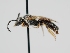  ( - OSAC_0001301622)  @11 [ ] CreativeCommons  Attribution (by) (2024) Pollinator Health Lab Oregon State University