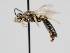  ( - OSAC_0001301623)  @11 [ ] CreativeCommons  Attribution (by) (2024) Pollinator Health Lab Oregon State University