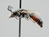  ( - OSAC_0001301779)  @11 [ ] CreativeCommons  Attribution (by) (2024) Pollinator Health Lab Oregon State University