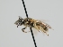  ( - OSAC_0001301811)  @11 [ ] CreativeCommons  Attribution (by) (2024) Pollinator Health Lab Oregon State University
