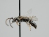  ( - OSAC_0001279021)  @11 [ ] CreativeCommons  Attribution (by) (2024) Pollinator Health Lab Oregon State University
